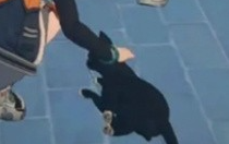 絕區(qū)零怎么領(lǐng)取小貓 絕區(qū)零領(lǐng)取小貓方法介紹