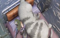 七日世界異維大貓?jiān)趺传@得 七日世界異維大貓攻略